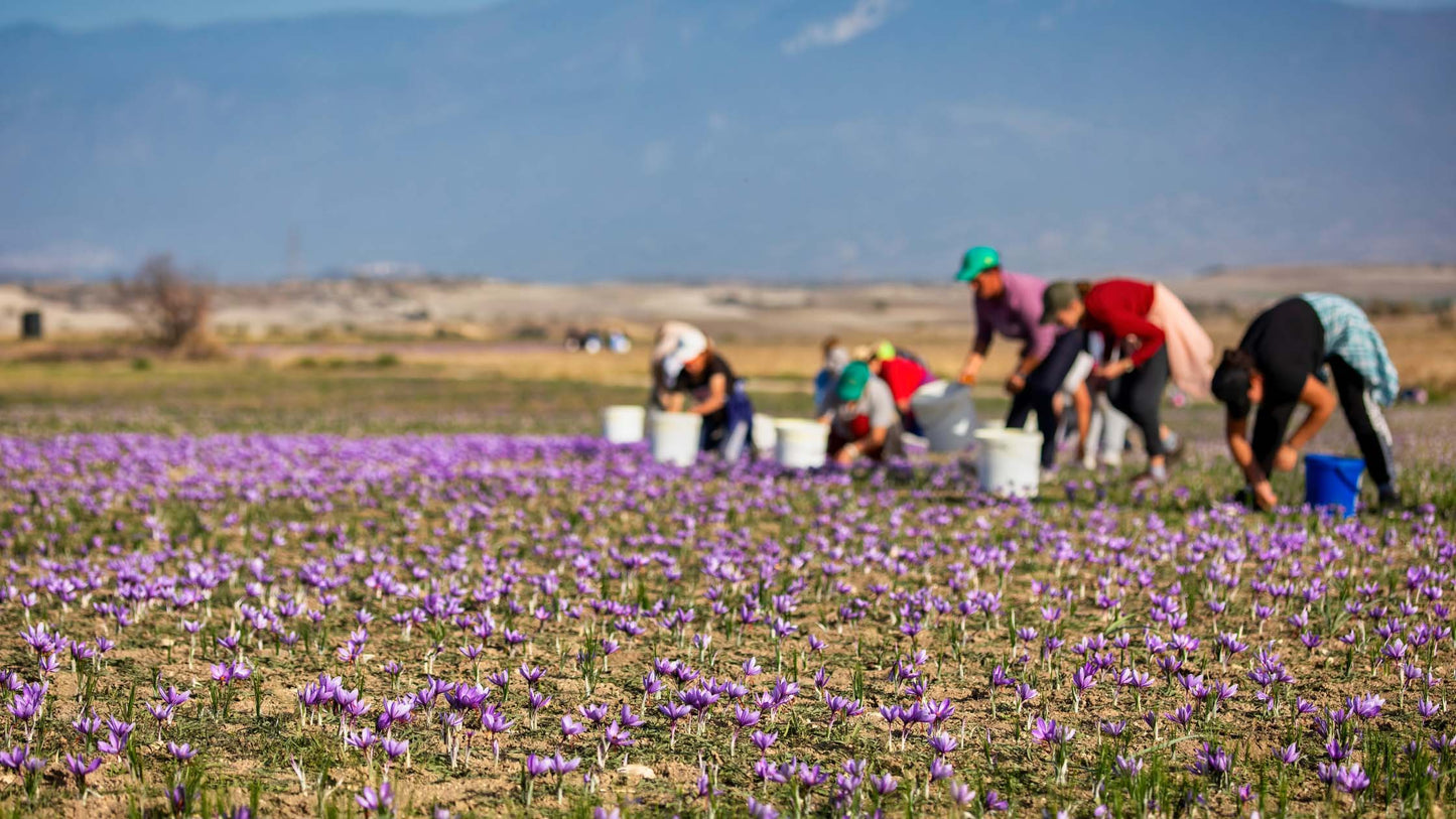 The Essence of Persian Cuisine: Unveiling the Magic of Saffron