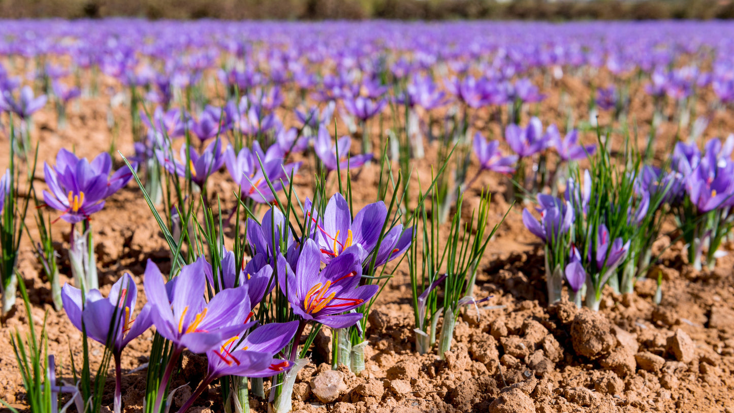Saffron Skin Secret Benefits: Ayurvedic and Modern Insights