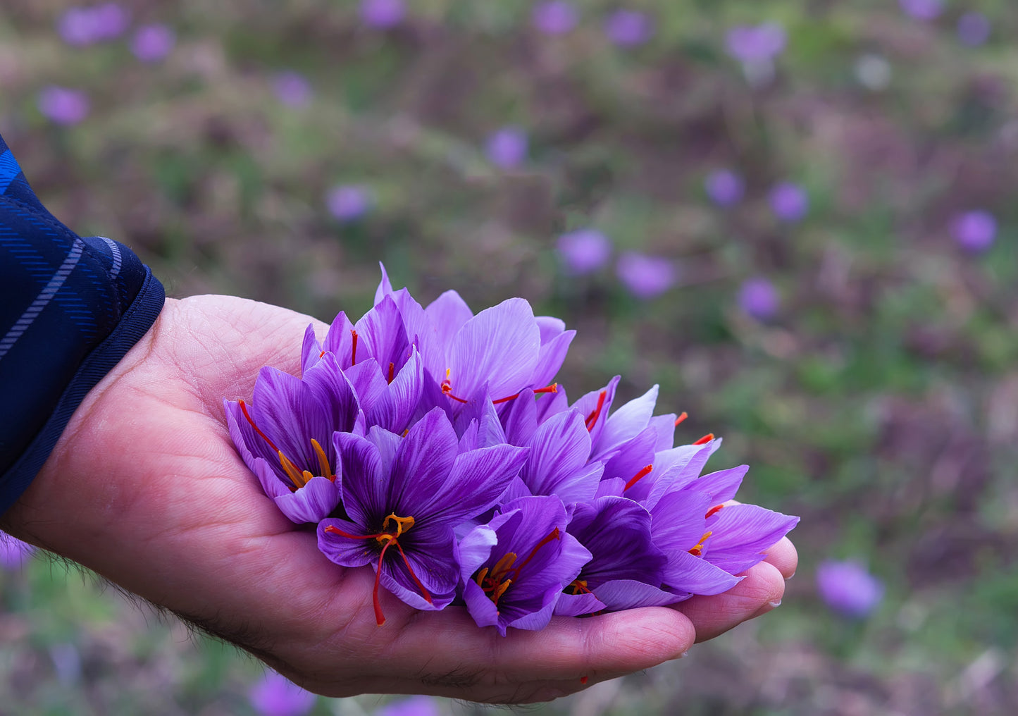 Saffron for Women’s Health: A Natural Boost to Wellness