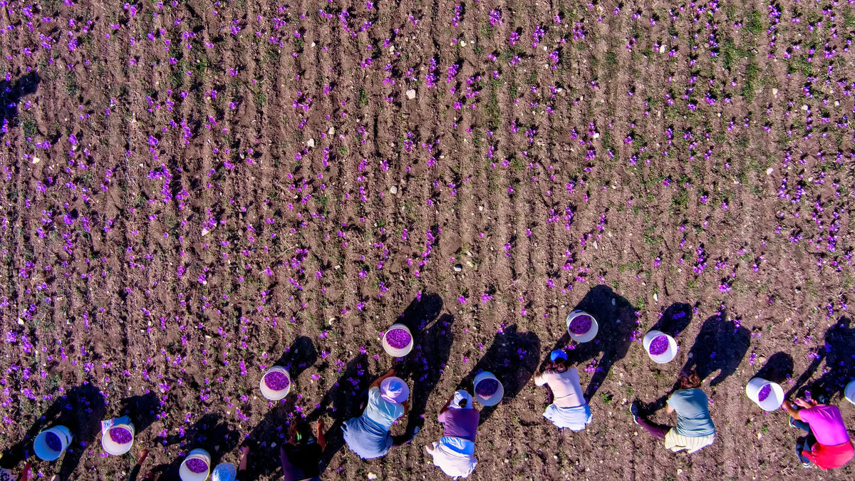 Sustainable Saffron Farming: The Ethical Path To The World's Most ...