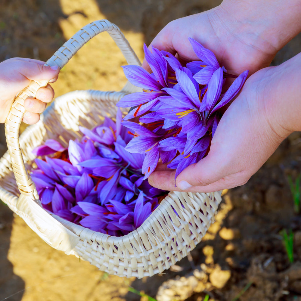 Where Does Saffron Come From? Discover Its Origins and Benefits