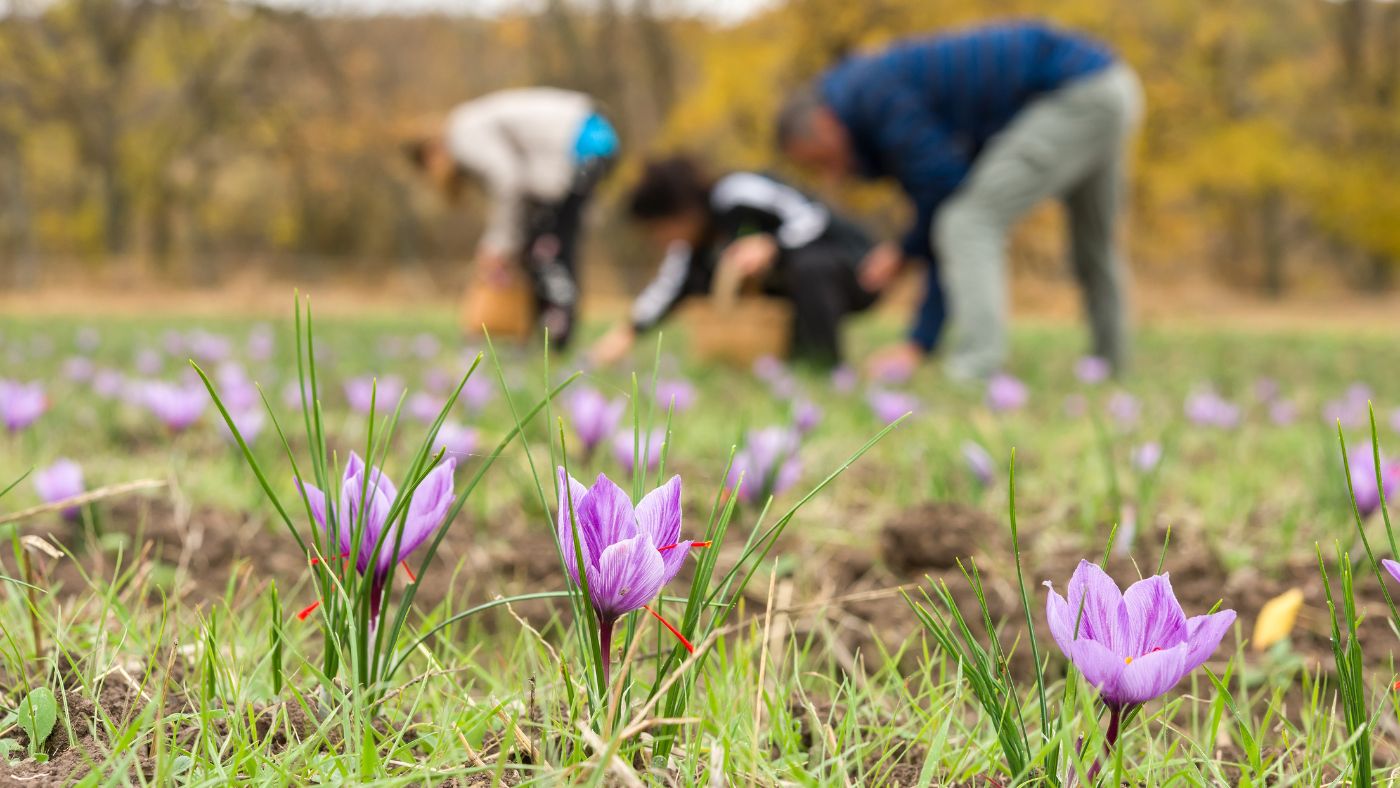 How Saffron is Made and the Wonders of Almas Collection