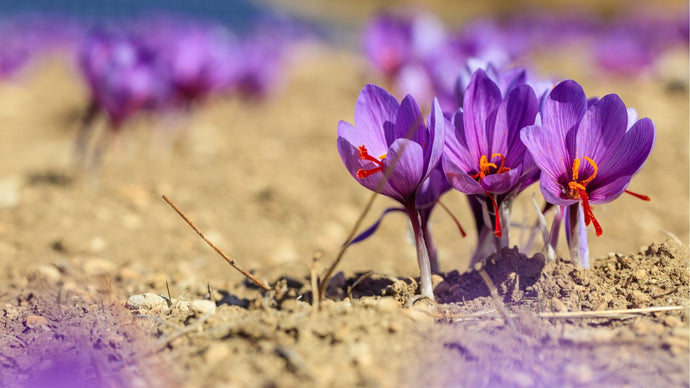 21 Interesting Facts about Saffron That You Might Not Know