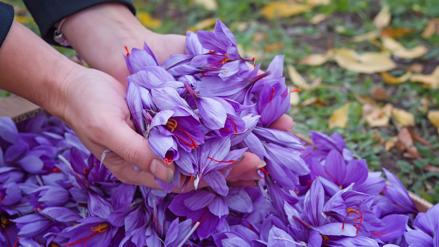 Unlocking Saffron's Secrets: 5 Essential Insights