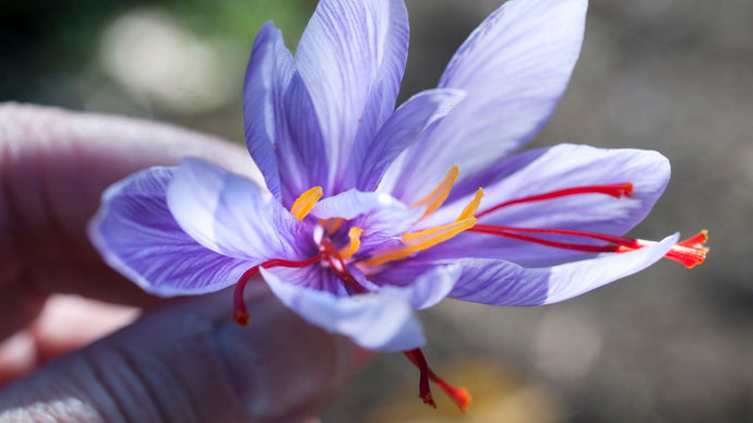 Why should we use saffron for hair?