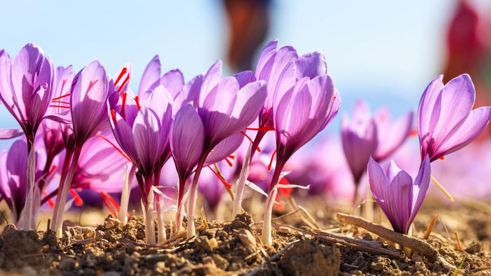 Saffron Health Benefits - What You Need To Know