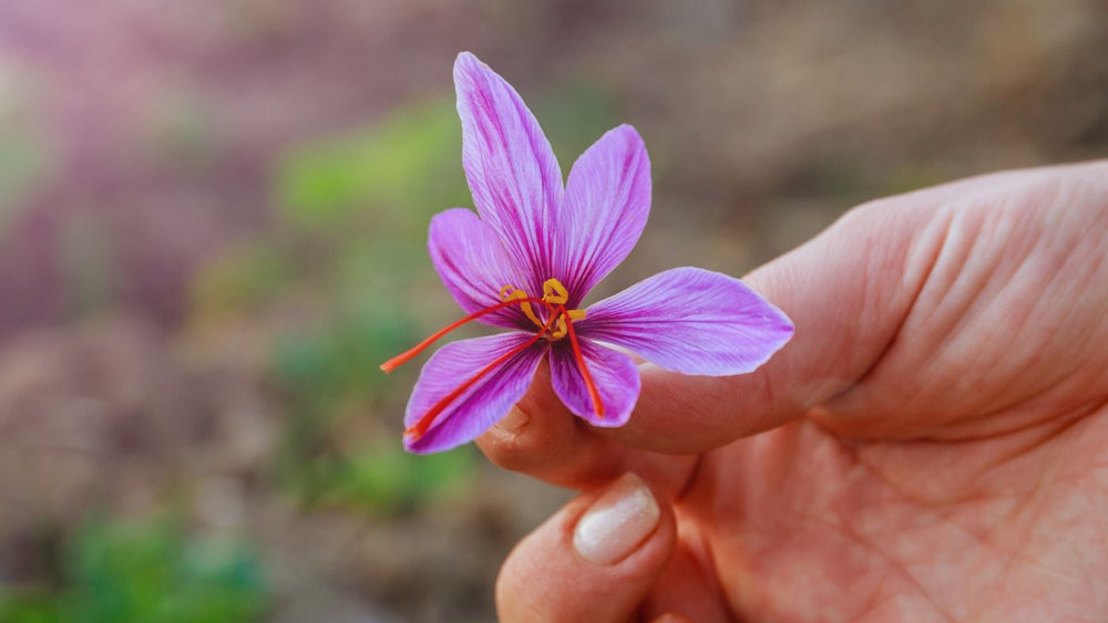 The Golden Spices: Are Saffron and Turmeric the Same?