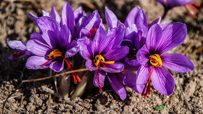 How saffron helps with depression?