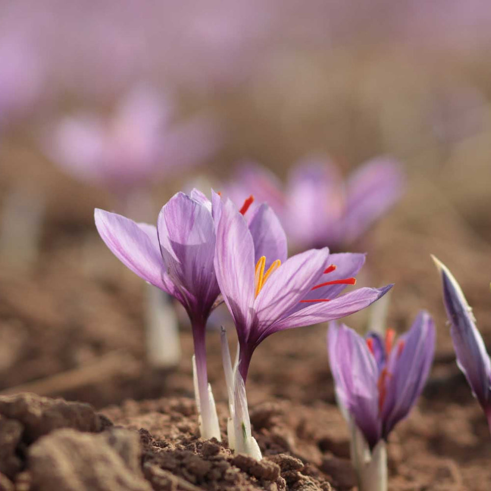 How Dorreen Saffron Sources the Finest Saffron for Your Tea Ritual