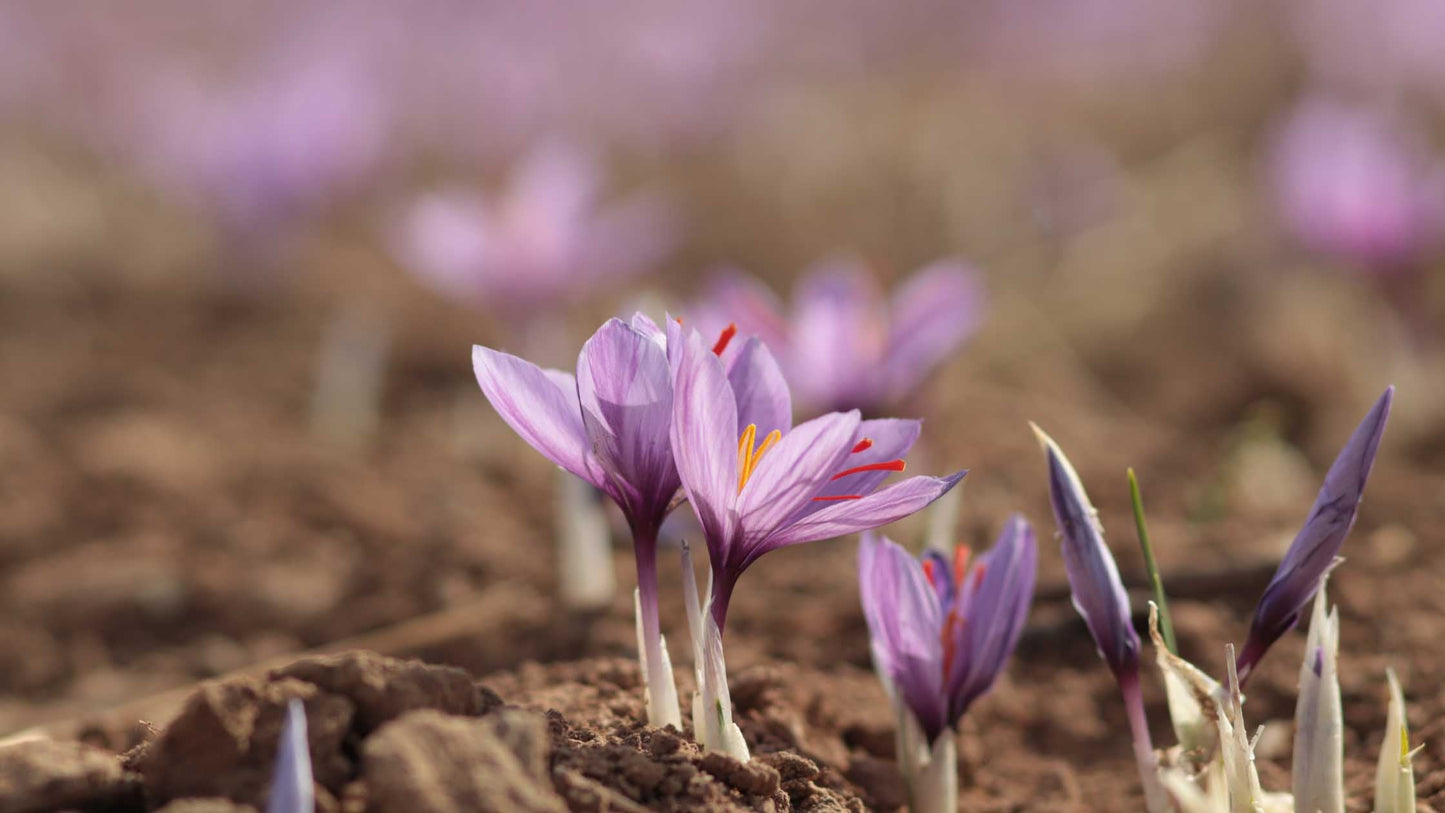 How Dorreen Saffron Sources the Finest Saffron for Your Tea Ritual
